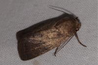 Hoplodrina octogenaria