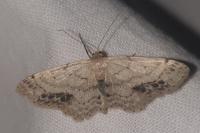 Idaea dimidiata