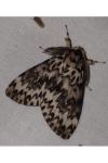 Lymantria monacha