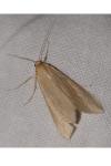 Rhodometra sacraria