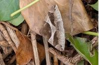 Dysgonia algira