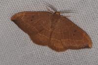 Watsonalla binaria