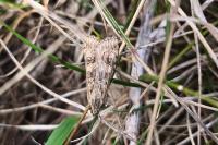 Nomophila noctuella