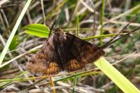 Euclidia glyphica