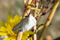Sitochroa palealis