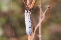 Phycitodes