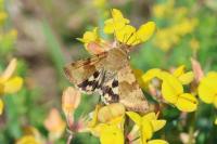 Heliothis viriplaca