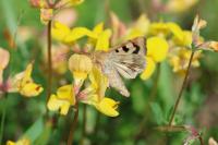 Heliothis viriplaca