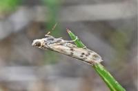 Homoeosoma sinuella