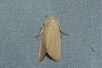 Mythimna sicula