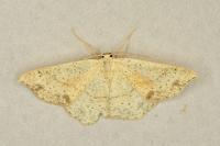 Cyclophora punctaria