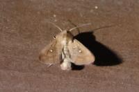 Mythimna albipuncta