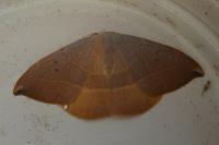 Watsonalla uncinula