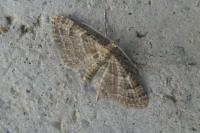 Gymnoscelis rufifasciata