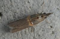 Etiella zinckenella
