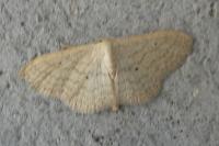 Scopula incanata
