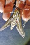 Hyles livornica