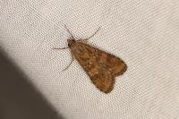 Nomophila noctuella