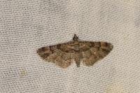 Gymnoscelis rufifasciata