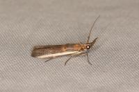 Etiella zinckenella