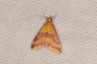 Pyrausta sanguinalis