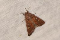 Lacanobia oleracea