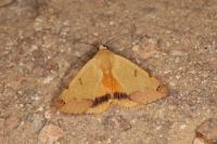 Ophiusa tirhaca