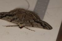 Pseudoterpna coronillaria