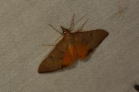 Uresiphita gilvata