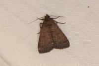 Nodaria nodosalis