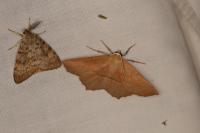 Gerinia honoraria