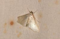 Palpita vitrealis