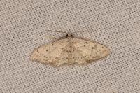 Idaea obliquaria