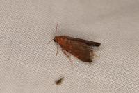 Hypsopygia glaucinalis