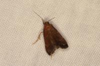 Hypsopygia glaucinalis