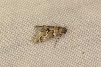 Hypotia muscosalis