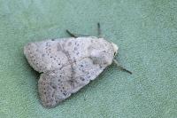 Hoplodrina respersa