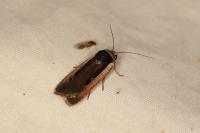 Ochropleura leucogaster