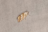 Eublemma elychrysi