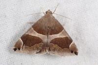 Dysgonia algira