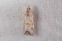 Euchromius gozmanyi