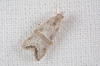 Euchromius gozmanyi