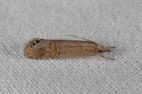 Euchromius ocellea