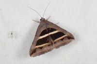 Grammodes bifasciata