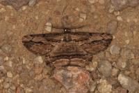 Menophra abruptaria
