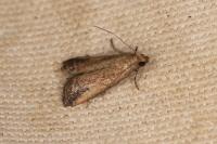 Metallostichodes nigrocyanella