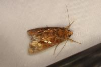 Chrysodeixis chalcites