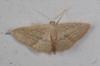 Scopula minorata