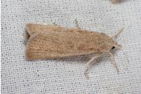 Thopeutis galleriellus