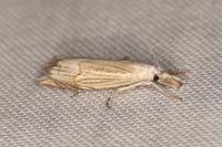 Metacrambus carectellus